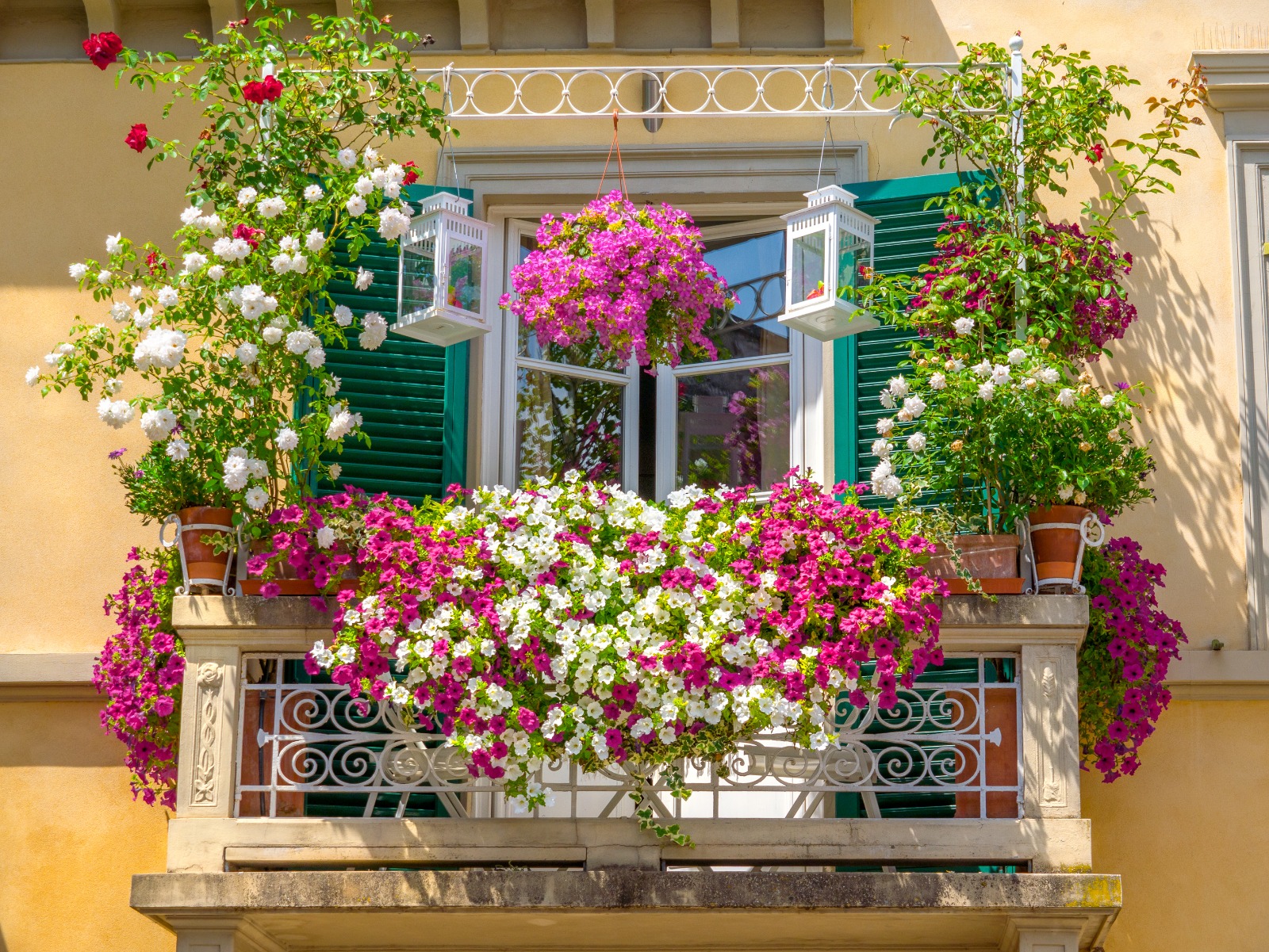 Balcony gardening. Петуньи в кашпо на веранде. Цветы петуния балконная. Петуния балкон Джульетты.