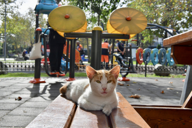 Başkan Turan Cerrahpaşa Mahallesi'nde Hemşehrileriyle Buluştu