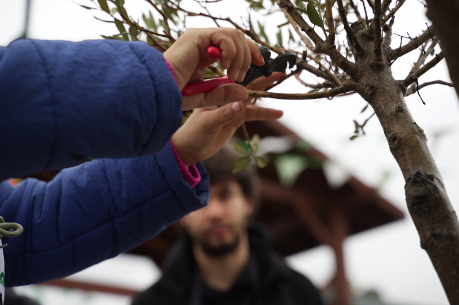 Ayvansaray Bahçe'de Düzenlenen “Zeytin Ağacında Budama Atölyesi” ile Doğayı Daha Yakından Tanıyoruz