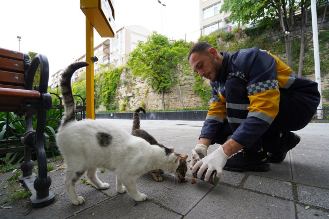 Fındıkzade Çukurbostan Parkı'nda Sokak Hayvanlarına Sağlık Taraması Yapıldı