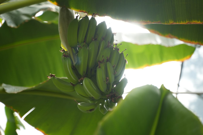 Yedikule Bahçe'de İkinci Muz Hasadı Gerçekleştirildi