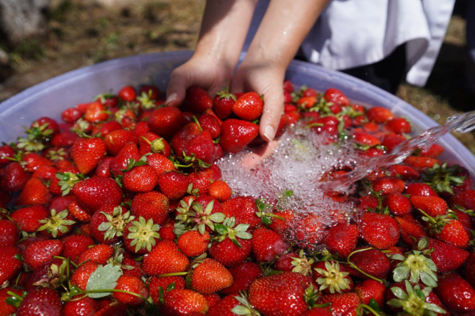 Yedikule & Ayvansaray Bahçe'den Keyif Dolu Bir "Çilek Reçeli Atölyesi”