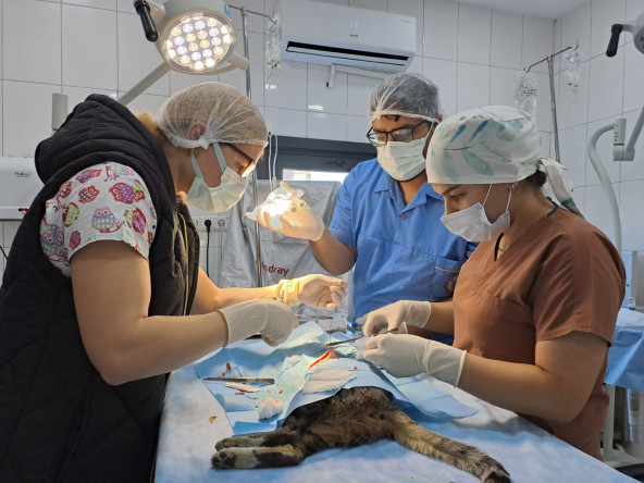 Fatih Belediyesi'nden Minik Dostlarımıza Şefkat Eli: Sağlıklı ve Güvenli Bir Gelecek