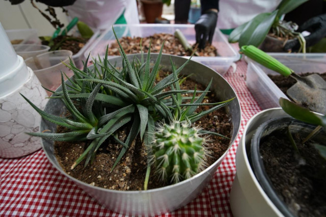 Bitki Hastanemiz PTT Başmüdürlüğü'nde: Fatih'in Doğasına Şifa Kapısı
