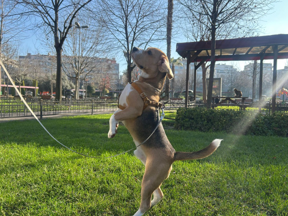 Minik Dostlarımız da Fındıkzade Yaşam Merkezi'nde Güzel Havaların Tadını Çıkarıyor