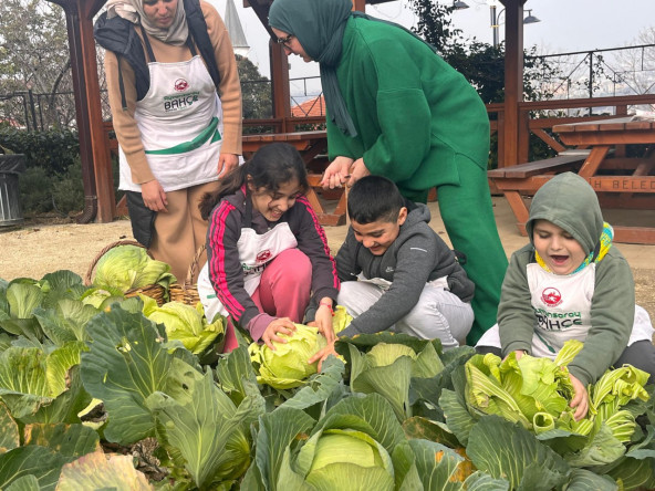 Ayvansaray Bahçe'de Kış Bereketi: Çocuklarımızla “Ayvansaray Lahanası” Hasadı Devam Ediyor