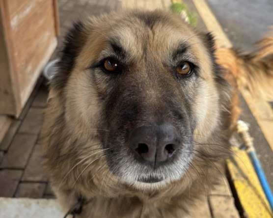 Sağlık İşleri Müdürlüğümüzden Minik Dostlarımıza Sıcak Bir Yuva: “Satın Alma, Sahiplen”