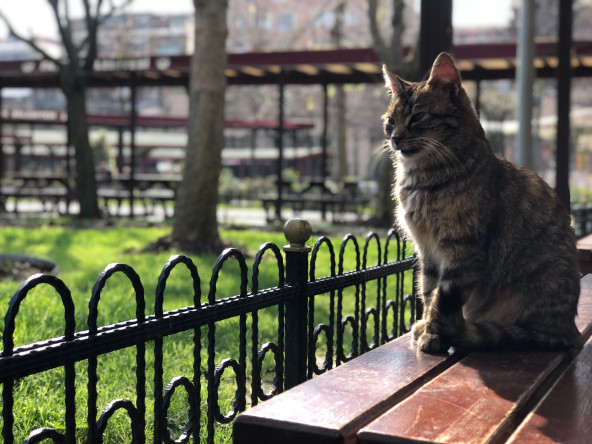 Dünya Kedi Günü'nde, Yaşam Merkezlerimizdeki Minik Dostlarımızın Keyfi Yerinde!