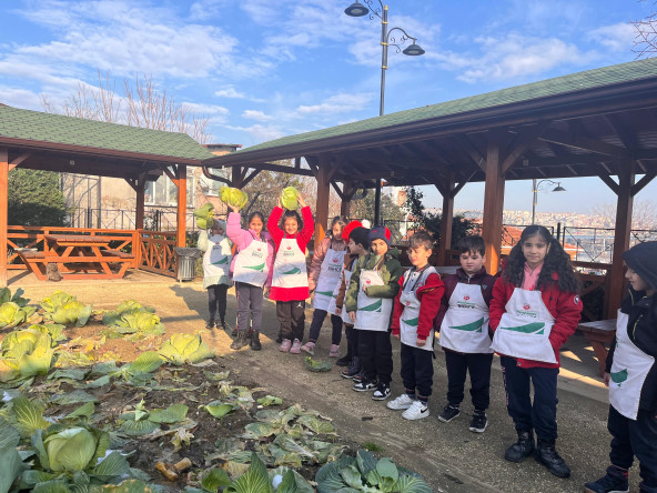 Ayvansaray Bahçe'de Kış Bereketi: Çocuklarımızla “Ayvansaray Lahanası” Hasadı Devam Ediyor