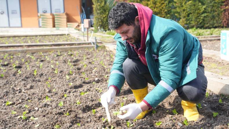 Yedikule Marulu: Şehrin Topraktan Gelen Hikâyesi