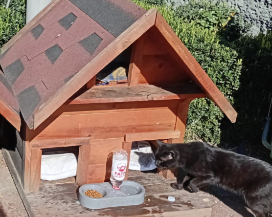 Fatih Belediyesi Minik Dostlarımız İçin Yeni Beslenme Noktaları Oluşturuyor