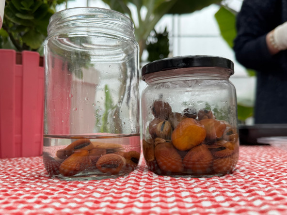 Vatandaşlarımız, Yedikule & Ayvansaray Bahçe'deki Atalık Tohum Eğitiminde Doğa ile Bir Araya Geliyor