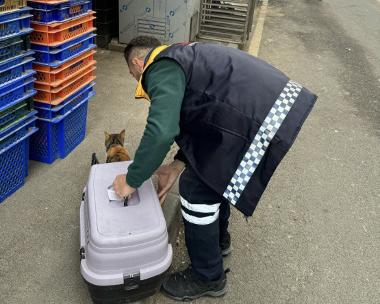 Fatih Belediyesi ile Tedavi Edilen Minik Dostlarımız Yaşamlarına Sağlıkla Dönüyor