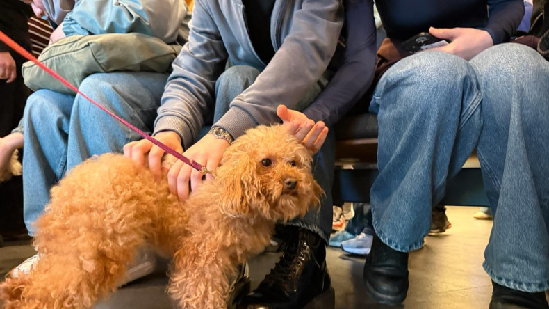 Terapi Köpekleriyle Merkez Kütüphanesi'nde Sınav Kaygısına Ara: Fatih Belediyesi'nden “Patili Destek”