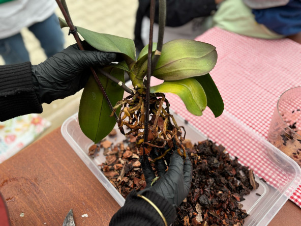 Yedikule Bahçe'de Temel Bitki Bakımı Programı: Bitki Sağlığı Konusunda Bilgi ve Çözüm Noktası