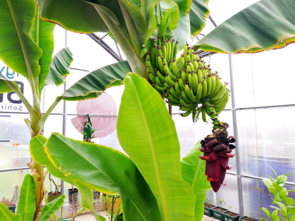 Şehrin Ortasında Tropikal Üretim: Yedikule & Ayvansaray Bahçe'de Muz Hasadı