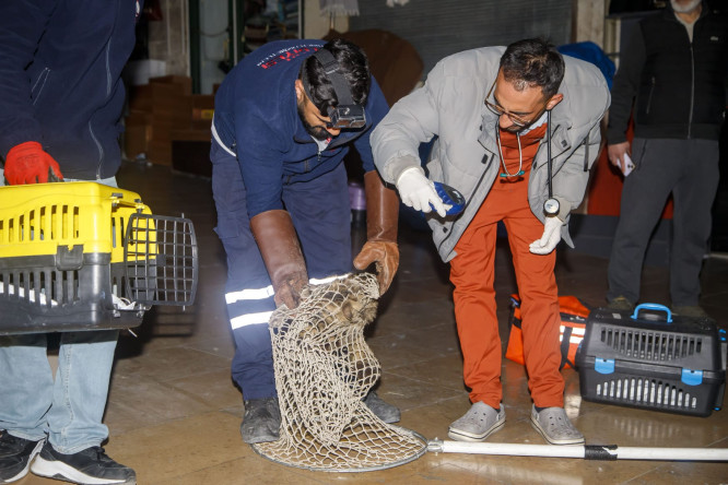 Fatih Belediyesi'nden Kapalıçarşı'da Minik Dostlarımız İçin Kısırlaştırma ve Rehabilitasyon Çalışması