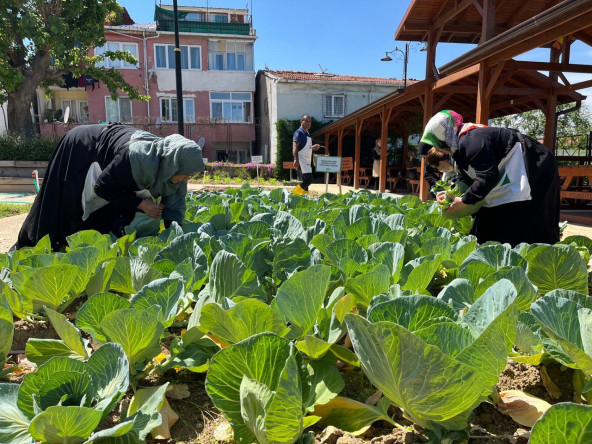Ayvansaray Bahçe'de Vatandaşlarımızla Beyaz Lahana Yaprağı Hasadı