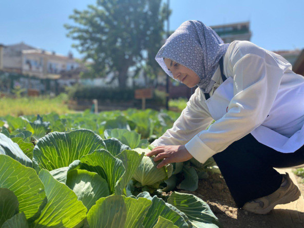 Ayvansaray Bahçe'de Vatandaşlarımızla Beyaz Lahana Yaprağı Hasadı