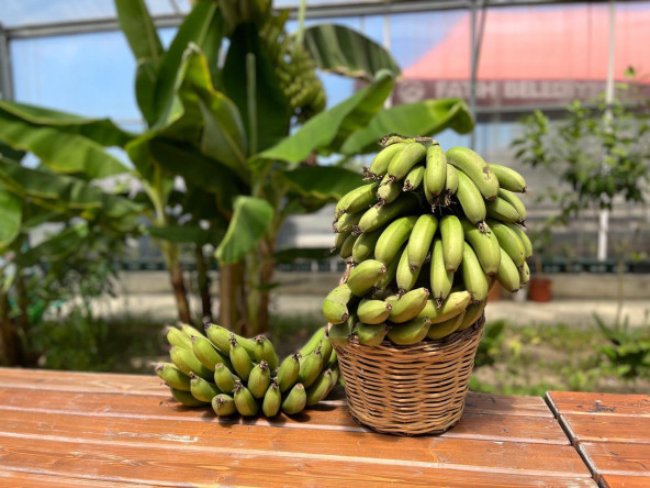 Şehrin Ortasında Tropikal Üretim: Yedikule & Ayvansaray Bahçe'de Muz Hasadı