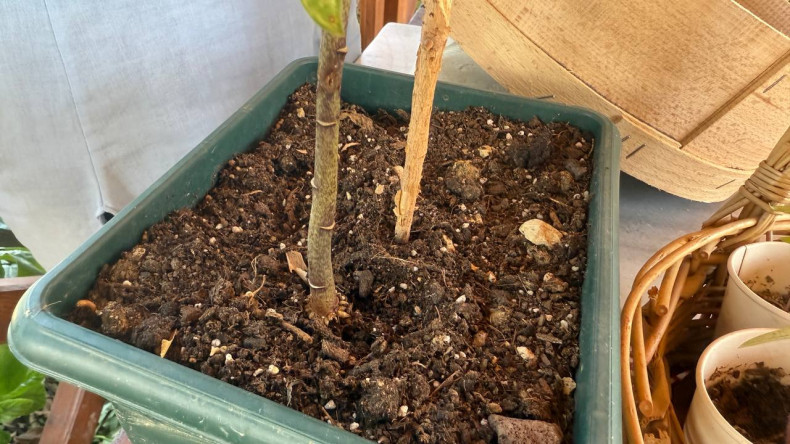 Vatandaşlarımız, Yedikule & Ayvansaray Bahçe'deki Atalık Tohum Eğitiminde Doğa ile Bir Araya Geliyor