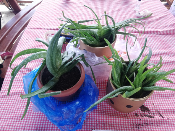 Yedikule Bahçe'de Temel Bitki Bakımı Programı: Bitki Sağlığı Konusunda Bilgi ve Çözüm Noktası