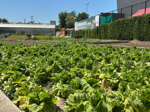 Yedikule Marulu: Şehrin Topraktan Gelen Hikâyesi, Çocuklarımızla Gerçekleştirilen Hasat Etkinliğiyle Geleceğe Taşınıyor