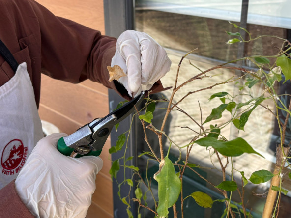 Yedikule Bahçe'de Temel Bitki Bakımı Programı: Bitki Sağlığı Konusunda Bilgi ve Çözüm Noktası