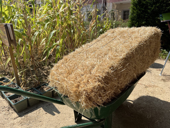 Ayvansaray Bahçe'de Vatandaşlarımıza Mantar Yetiştiriciliği Atölyesi Düzenleniyor