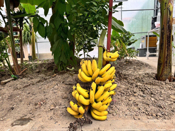 Şehrin Ortasında Tropikal Üretim: Ayvansaray Bahçe'de Çocuklarımızla Muz Hasadı