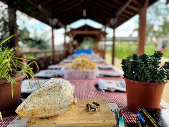 Ayvansaray Bahçe'de Vatandaşlarımıza Mantar Yetiştiriciliği Atölyesi Düzenleniyor