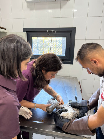 Fatih Motovet Ekibimiz, Yaralı Kanatlıları Tedavi Ederek Doğaya Kazandırıyor