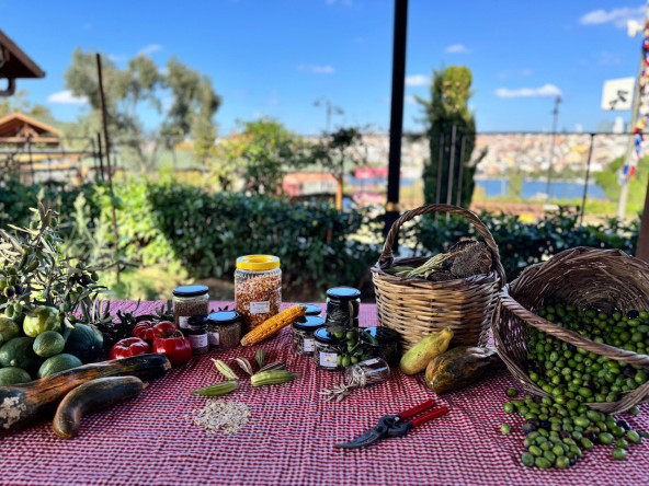 Fatih Belediyesi'nden Doğaya Dost Adım: Yedikule & Ayvansaray Bahçe'de Atalık Tohum Takası Kampanyası