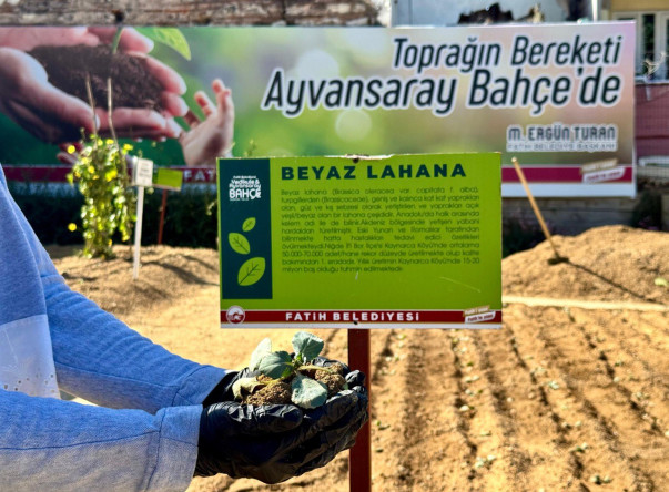 Ayvansaray Bahçe'de Bahar Bereketi: Vatandaşlarımızla “Ayvansaray Lahanası” Ekimi Başladı
