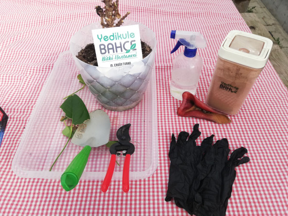 Yedikule Bahçe'de Temel Bitki Bakımı Programı: Bitki Sağlığı Konusunda Bilgi ve Çözüm Noktası