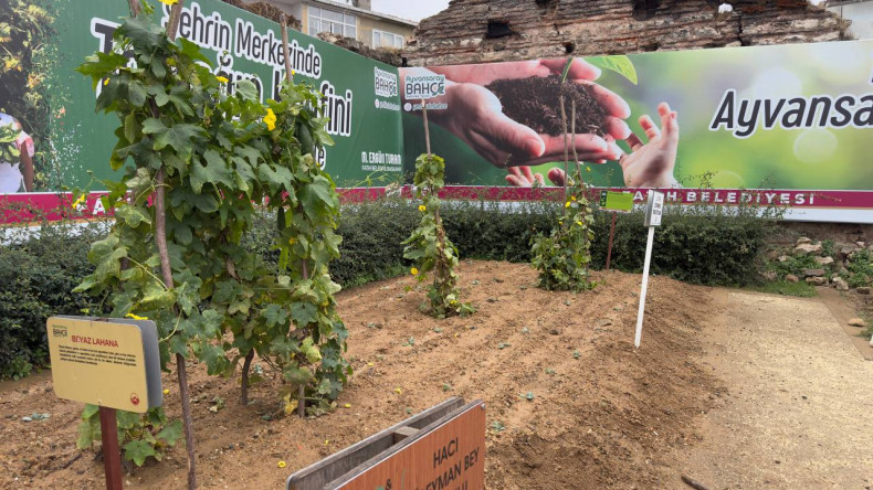 Atalık Tohumlarla Geleceğe Adım: Ayvansaray Bahçe'de Vatandaşlarımızla Lif Kabağı Çimlendirme Etkinliği