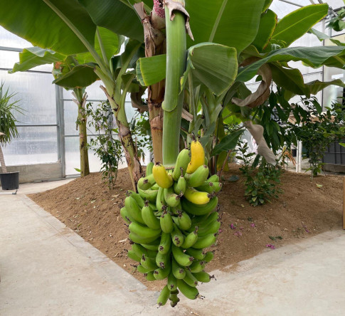 Şehrin Ortasında Tropikal Üretim: Yedikule & Ayvansaray Bahçe'de Muz Hasadı