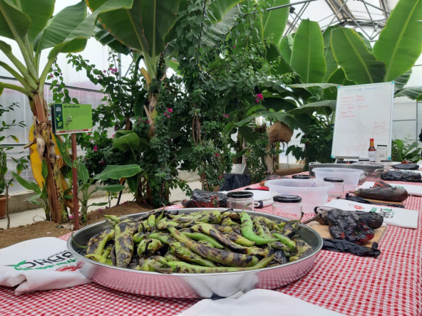 Ayvansaray Bahçe'de Geleneksel Lezzetler: Odun Ateşinde Patlıcan Meze Atölyesi