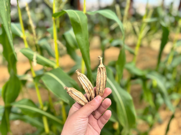 Vatandaşlarımız, Yedikule & Ayvansaray Bahçe'deki Atalık Tohum Eğitiminde Doğa ile Bir Araya Geliyor