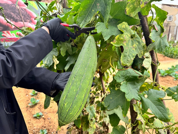 Atalık Tohumlarla Geleceğe Adım: Ayvansaray Bahçe'de Vatandaşlarımızla Lif Kabağı Çimlendirme Etkinliği