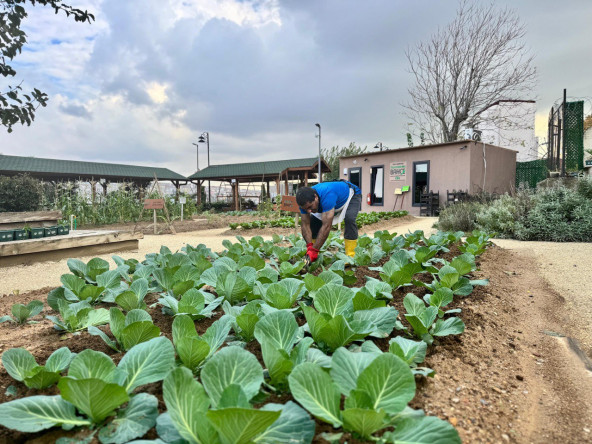 Ayvansaray Bahçe'de Kış Bereketi: Vatandaşlarımızla “Ayvansaray Lahanası” Çapa Zamanı Başladı