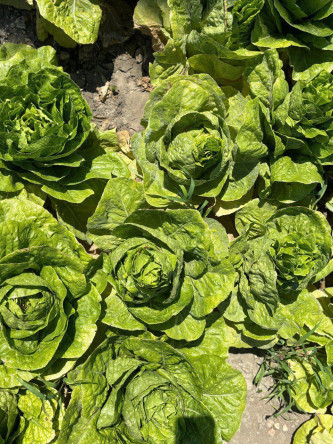 Yedikule Marulu: Şehrin Topraktan Gelen Hikâyesi, Çocuklarımızla Gerçekleştirilen Hasat Etkinliğiyle Geleceğe Taşınıyor