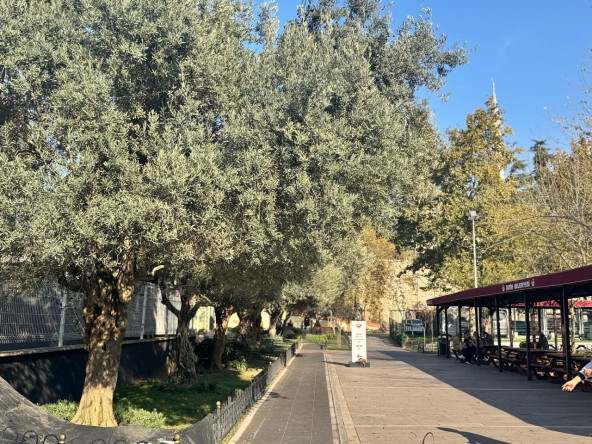 Yedikule & Ayvansaray Bahçe'den Bereket Dolu Bir Gün: Zeytin Hasadı Yavuz Selim Yaşam Merkezimizin Bahçesinde Gerçekleşti