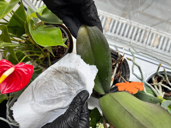 Fatih'in Doğasına Şifa: Bitki Hastanemiz Bilgiyi Ticarileştirme Merkezi'nde