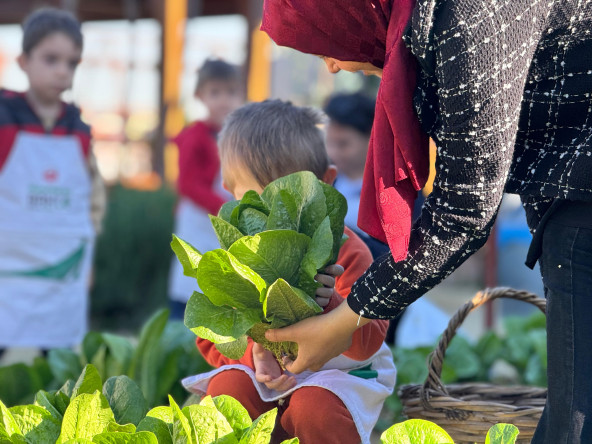 Ayvansaray Bahçe'de Marul Hasadı: Çocuklarımızla Geleceğe Uzanan Hikâye