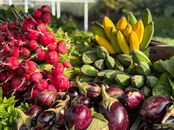 Şehrin Ortasında Tropikal Üretim: Yedikule & Ayvansaray Bahçe'de Muz Hasadı