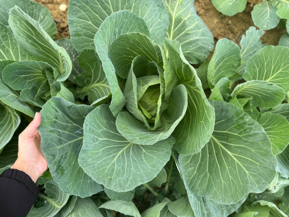 Ayvansaray Bahçe'de Kış Bereketi: Vatandaşlarımızla “Ayvansaray Lahanası” Çapa Zamanı Başladı