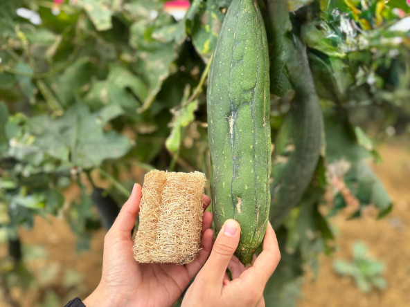 Atalık Tohumlarla Geleceğe Adım: Ayvansaray Bahçe'de Vatandaşlarımızla Lif Kabağı Çimlendirme Etkinliği