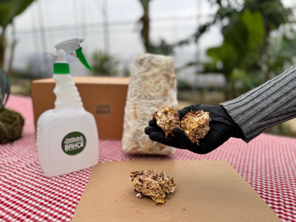 Ayvansaray Bahçe'de Vatandaşlarımıza Mantar Yetiştiriciliği Atölyesi Düzenleniyor