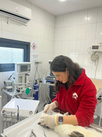 Sokak Hayvanlarının Ağız ve Diş Sağlığı İçin Bilimsel Veteriner Uygulamalarımız Düzenli Olarak Devam Ediyor